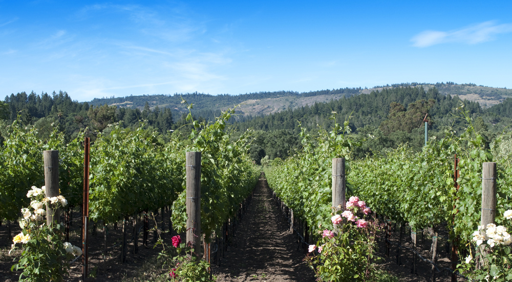 Wine Tasting in Napa Valley — California